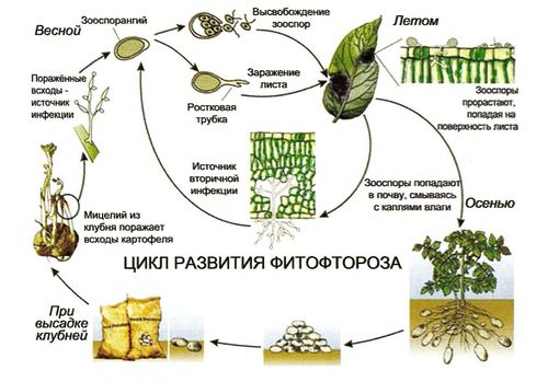 схема распространениея фитофтороза