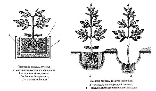 shema-posadki-tomatov-v-grunt12