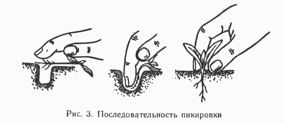 ris3