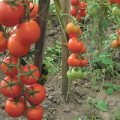Кисти томатов интуиция