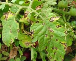 Septoria lycopersici