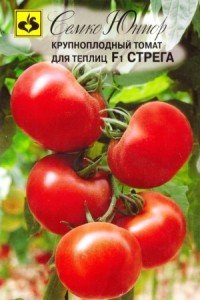 Стрега F1