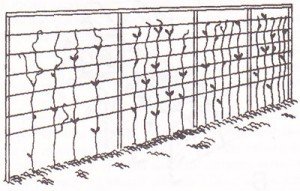podvyazka-pomidorov-v-teplitse-300x191