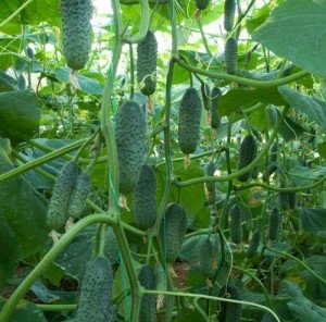 Cucumber, pickling, 2010