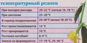 temperaturnyj-rezhim-vyrashhivanija-ogurcov