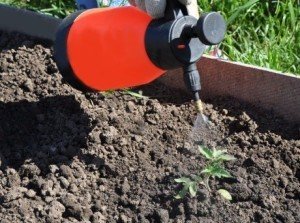 podkormka-tomatov