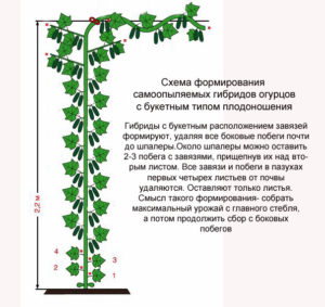 Shema-formirovanija-partenokarpicheskih-gibridov-s-buketnym-tipom-plodonoshenija.