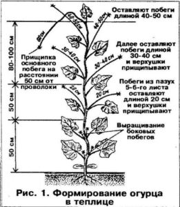 prischipovanie_600x690