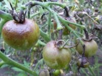 fitoftora-na-pomidorax-kak-borotsya