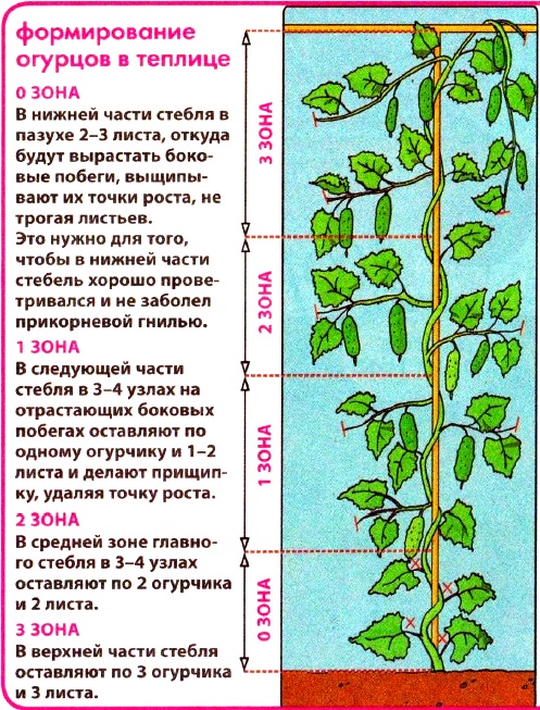 formirovanie-steblya-ogurtsa-v-teplitse