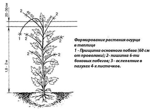 Shema-formirovanija-ogurca-v-teplice1