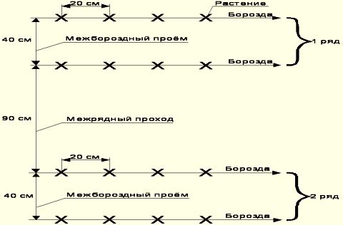 Shema-poseva-ogurechnyh-semjan2