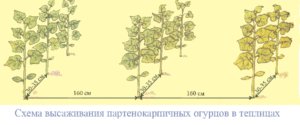 Shema-vysazhivanija-partenokarpichnyh-ogurcov1